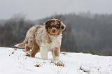 BERGER AUSTRALIEN PUPPIES 467